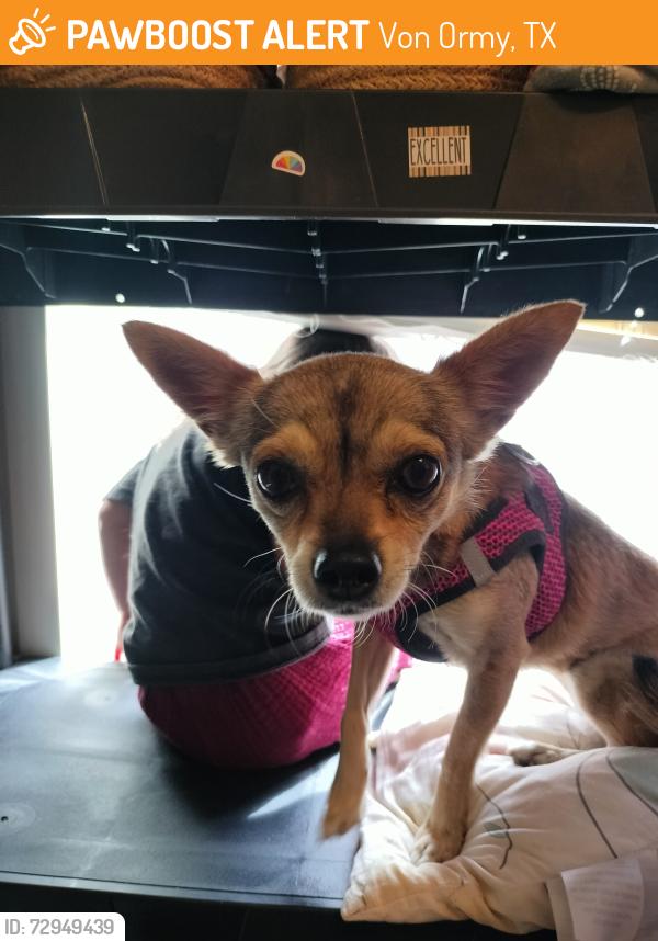 Found/Stray Female Dog last seen Benton city road , Von Ormy, TX 78073