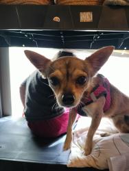 Found/Stray Female Dog last seen Benton city road , Von Ormy, TX 78073