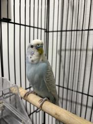 Lost Male Bird last seen In a tree on the back side of the road , Greater London, England UB4