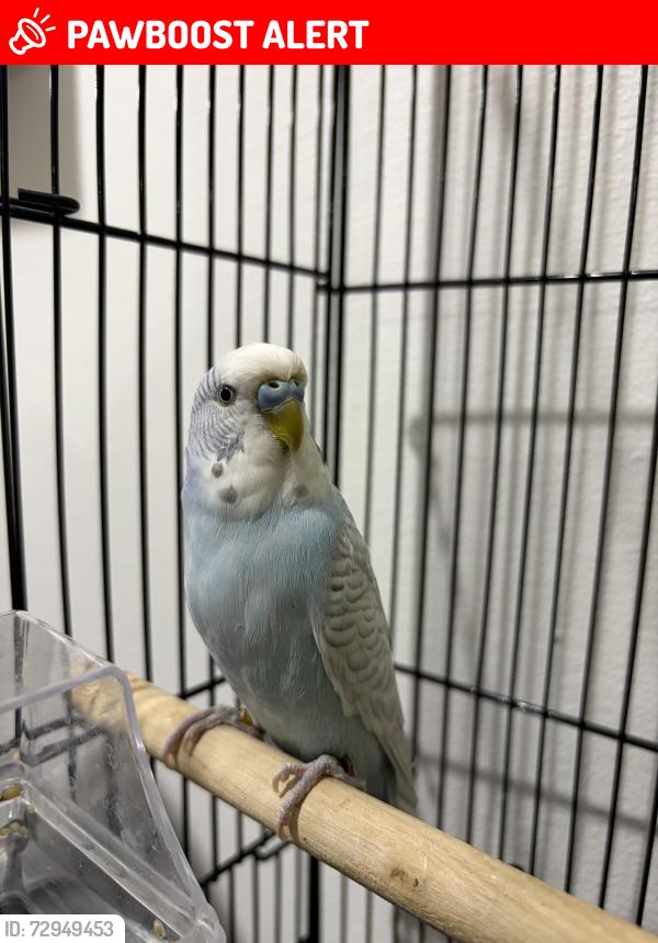 Lost Male Bird last seen In a tree on the back side of the road , Greater London, England UB4