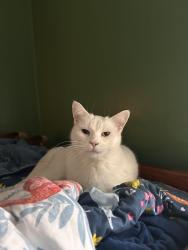 Reunited Female Cat last seen W Logan, Tecumseh, MI 49286