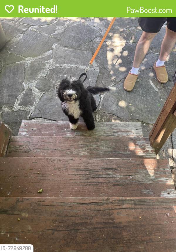 Reunited Female Dog last seen Near Melvin Dr, Pittsburgh, PA 15236, USA, Pittsburgh, PA 15236