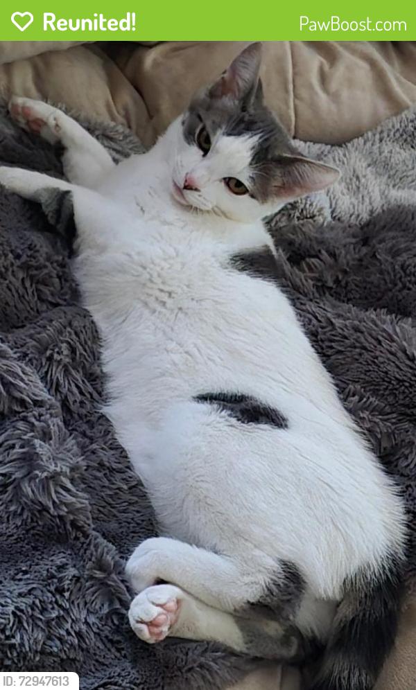 Reunited Female Cat last seen Claudia & Holbrook Dr, Concord, CA 94519