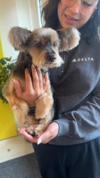 Reunited Female Dog last seen On Demorest near Certified Gas, Columbus, OH 43204