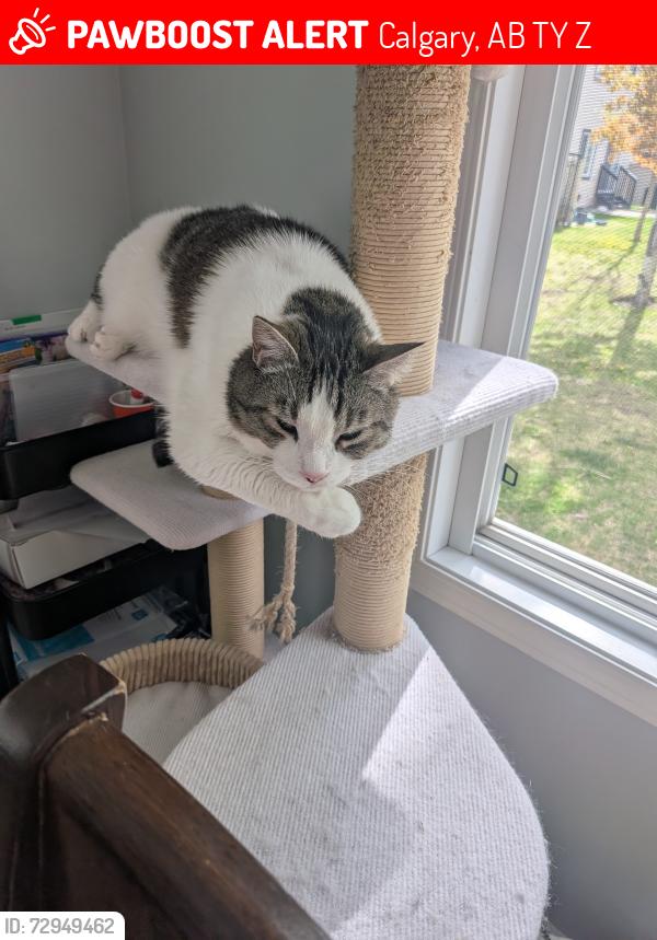 Lost Male Cat last seen Evergreen, Calgary, AB T2Y 4Z5