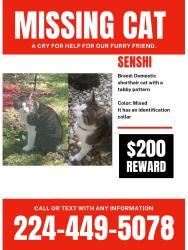 Lost Male Cat last seen Near Hollywood ct, Hanover Park, IL 60133