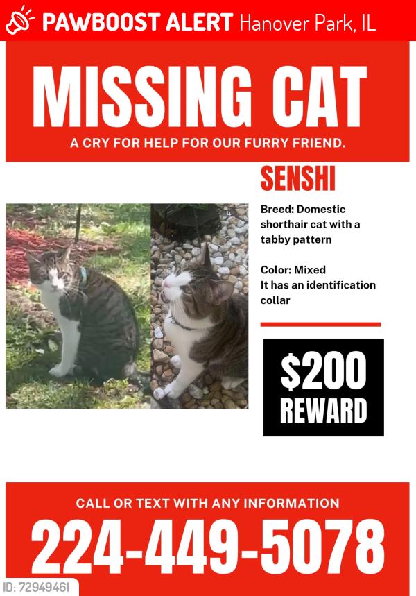 Lost Male Cat last seen Near Hollywood ct, Hanover Park, IL 60133