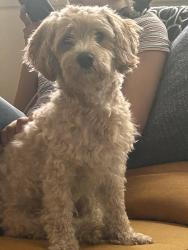 Reunited Male Dog last seen Carlisle, Paterson, NJ 07501