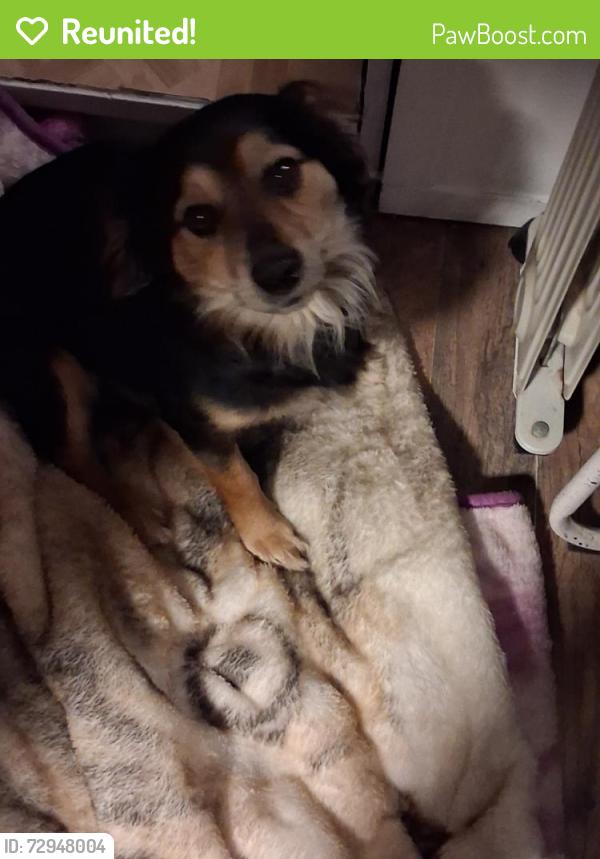 Reunited Male Dog last seen Trials End Ln Leeds AL 35094, St. Clair County, AL 35094