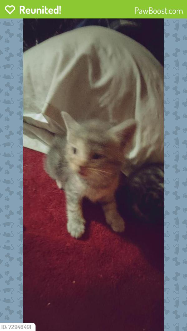 Reunited Unknown Cat last seen Filmore and tennessee, St. Louis, MO 63111