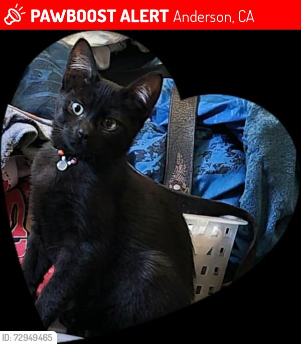 Lost Male Cat last seen Hawthorne Avenue, Anderson, CA 96007