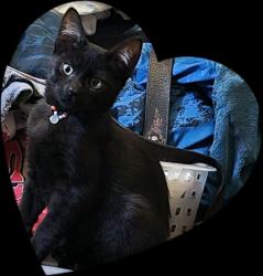 Lost Male Cat last seen Hawthorne Avenue, Anderson, CA 96007