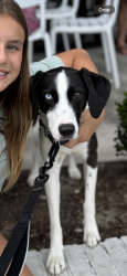 Reunited Female Dog last seen Country place road/ Myrtle grove rd/ golden road , Myrtle Grove, NC 28409