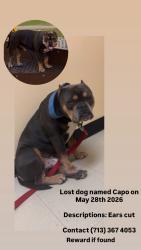 Lost Male Dog last seen Near lake forest blvd Houston tx 77078, Houston, TX 77078