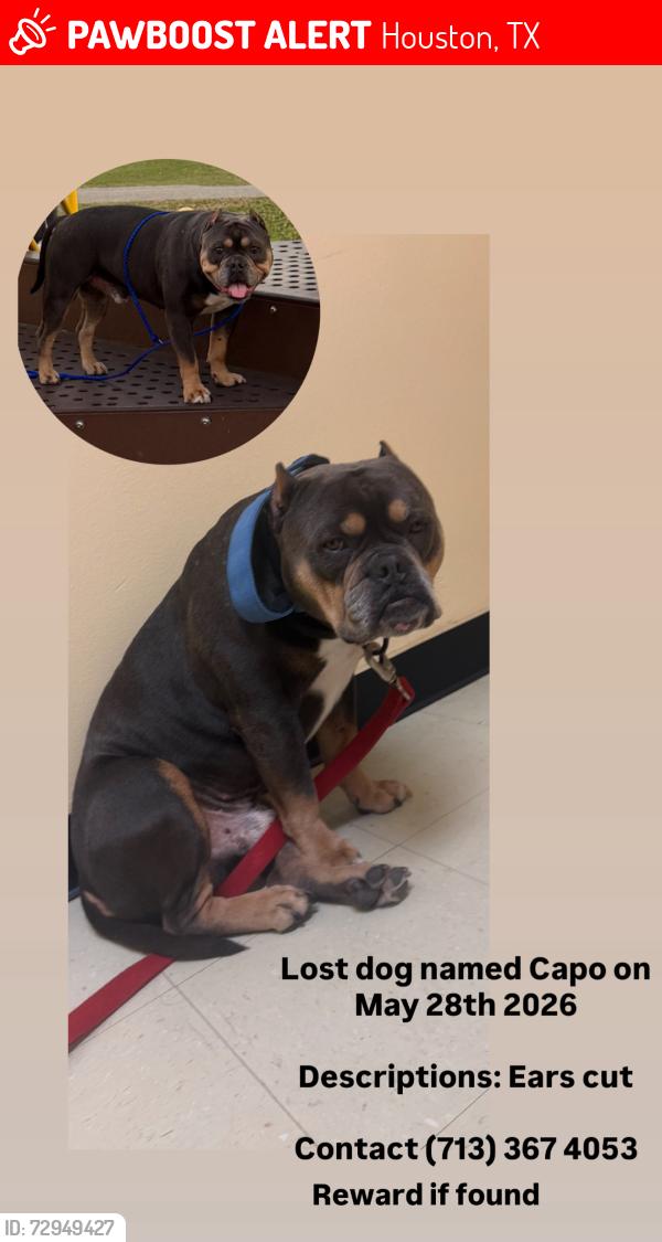 Lost Male Dog last seen Near lake forest blvd Houston tx 77078, Houston, TX 77078