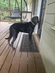 Reunited Male Dog last seen walmart on buford mill drive, Buford, GA 30519