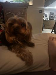 Reunited Male Dog last seen Beach Dr & Holiday Dr., Panama City Beach, FL 32408