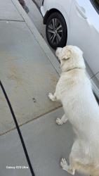 Reunited Female Dog last seen J5 and 70th, Lancaster, CA 93536