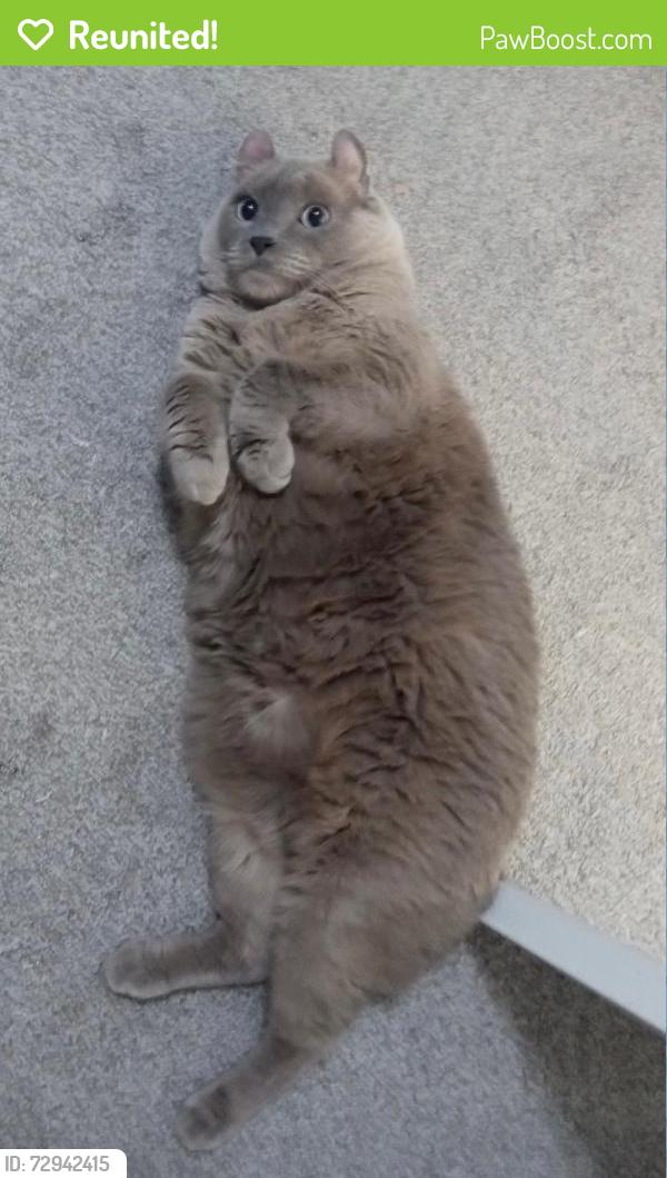 Reunited Male Cat last seen Havens Cross in The Crossings NBTX, Comal County, TX 78132