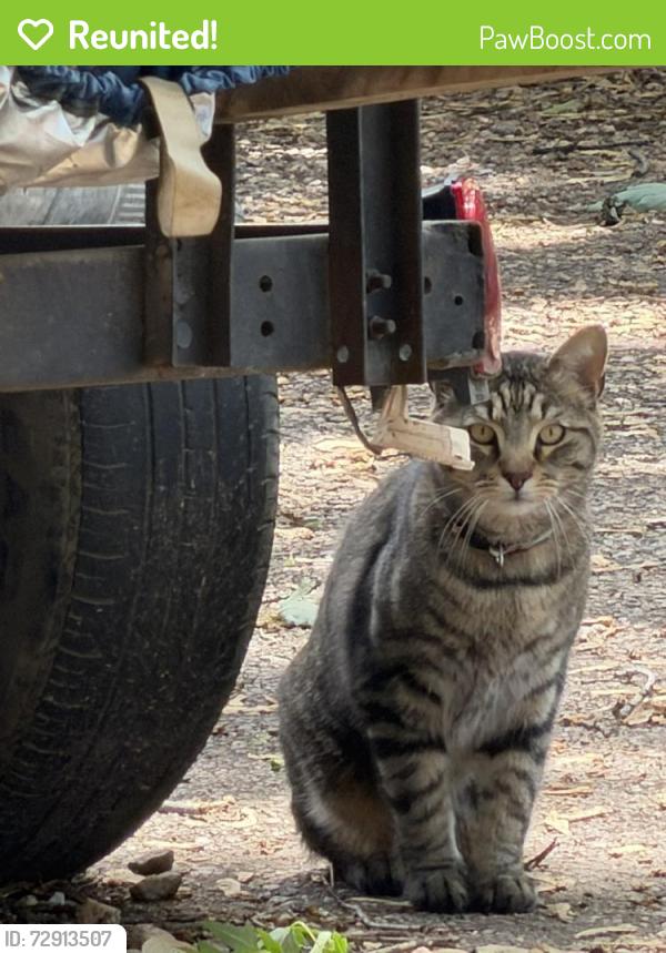 Reunited Unknown Cat last seen 14th Ave and Cranford neighborhood , Greeley, CO 80631