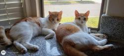 Lost Female Cat last seen N Vagedes Ave and Floridora , Fresno, CA 93728
