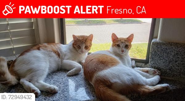 Lost Female Cat last seen N Vagedes Ave and Floridora , Fresno, CA 93728