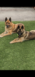 Lost Male Dog last seen Gage and Randolph Ave , Huntington Park, CA 90255