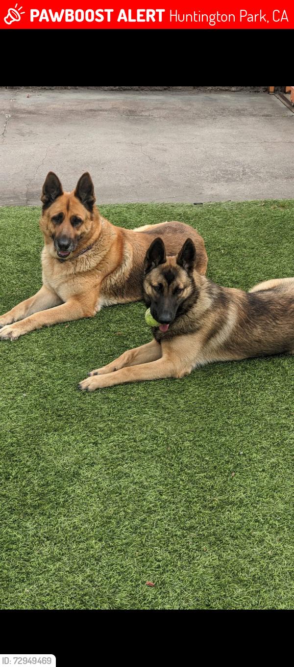 Lost Male Dog last seen Gage and Randolph Ave , Huntington Park, CA 90255
