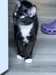 Lost Female Cat last seen Old loganville , Loganville, GA 30052