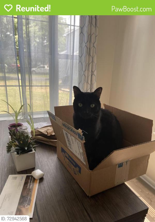 Reunited Male Cat last seen Sarahs Lane and Whetstone Road in the Sawmill Village s. Horsham, PA, Horsham, PA 19044
