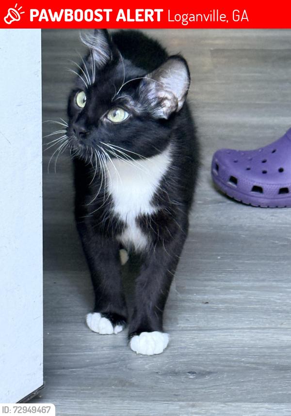 Lost Female Cat last seen Old loganville , Loganville, GA 30052