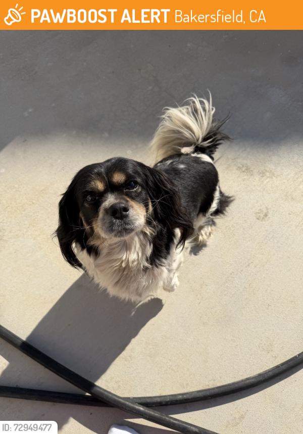 Found/Stray Female Dog last seen Taft Hwy and Wible, Bakersfield, CA 93313