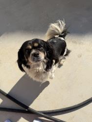 Found/Stray Female Dog last seen Taft Hwy and Wible, Bakersfield, CA 93313