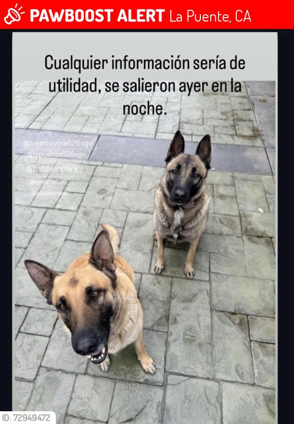 Lost Female Dog last seen Don Julian rd la puente , La Puente, CA 91746