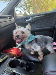 Lost Male Dog last seen Maple Ridge Ct, Burlington, NC 27217