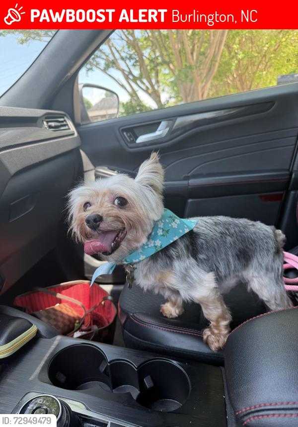 Lost Male Dog last seen Maple Ridge Ct, Burlington, NC 27217