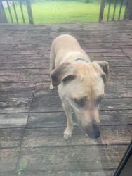 Reunited Female Dog last seen Ridge post/ridge path, San Antonio, TX 78250