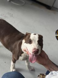 Found/Stray Male Dog last seen Near BlackBerry lane , Jacksonville, FL 32244