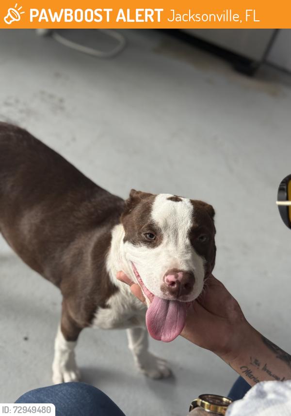 Found/Stray Male Dog last seen Near BlackBerry lane , Jacksonville, FL 32244