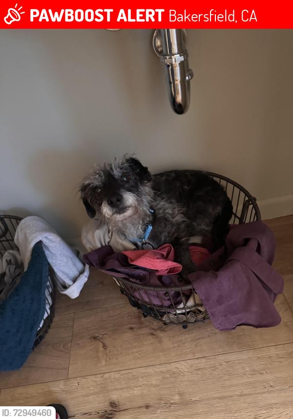 Lost Female Dog last seen Neighborhood Walmart(oswell) , Potomac park, super q , mcclean ave , Bakersfield, CA 93307