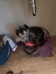 Lost Female Dog last seen Neighborhood Walmart(oswell) , Potomac park, super q , mcclean ave , Bakersfield, CA 93307