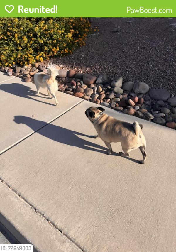 Reunited Unknown Dog last seen Severance and Thom , Las Vegas, NV 89131