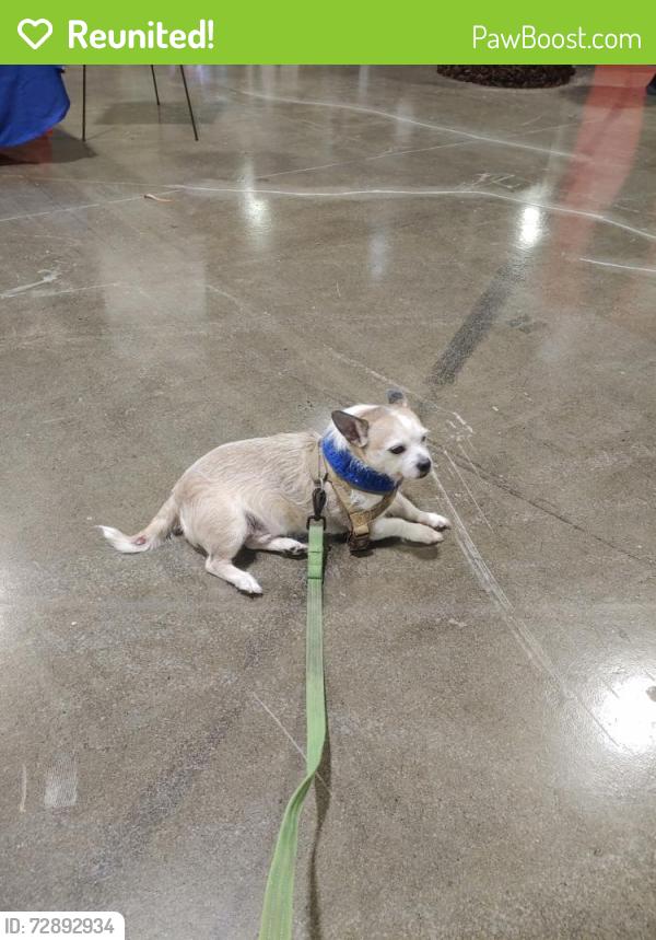 Reunited Male Dog last seen Howard and berks , Philadelphia, PA 19122