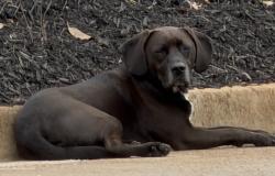 Found/Stray Unknown Dog last seen woodruff and scuffletown, Simpsonville, SC 29681