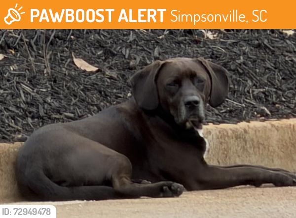 Found/Stray Unknown Dog last seen woodruff and scuffletown, Simpsonville, SC 29681
