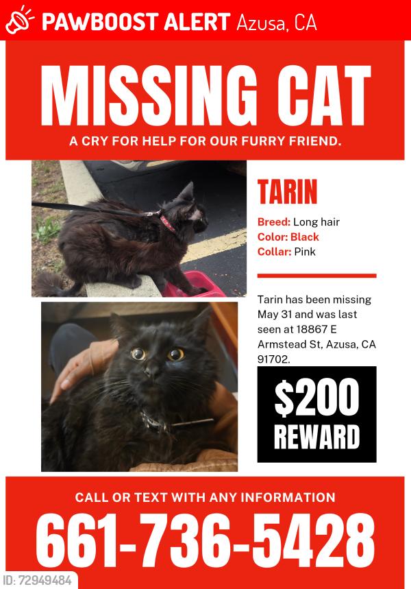 Lost Male Cat last seen School, Azusa, CA 91702