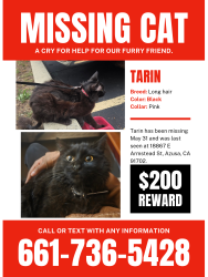 Lost Male Cat last seen School, Azusa, CA 91702