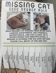 Lost Male Cat last seen Near mossycup , Garner, NC 27529