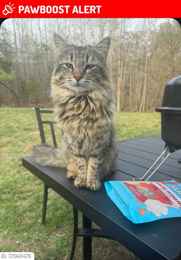 Lost Male Cat last seen Sunset Road , Spotsylvania County, VA 22551