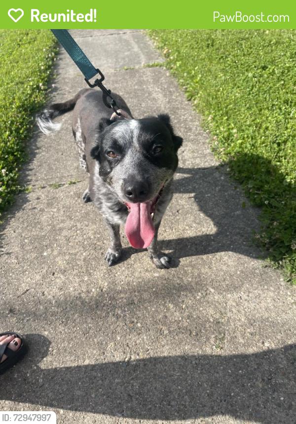 Reunited Female Dog last seen Near Covedale Ave, Cincinnati, OH 45238, USA, Cincinnati, OH 45238
